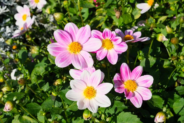 Blushing Petals  Print