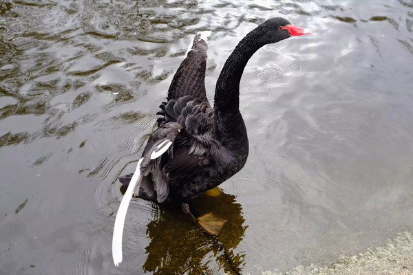 A Black Swan Moment 2B Print