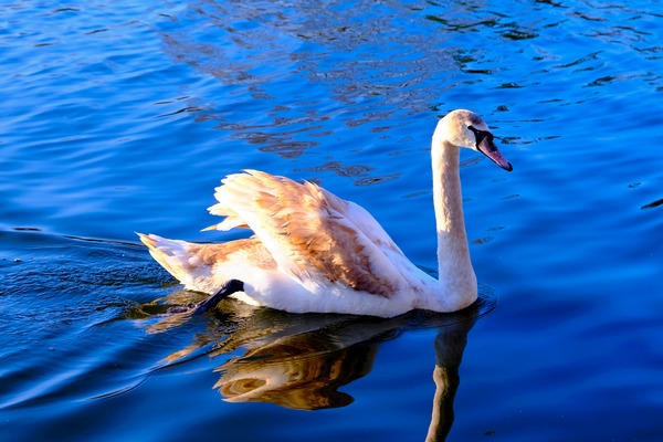 Baby Swan Cygnet 2 Print