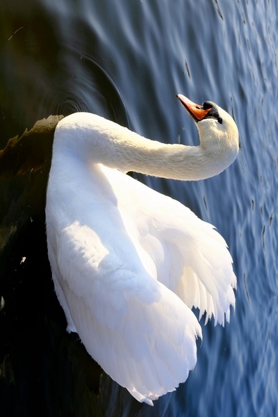 Wings of Love 1B Print