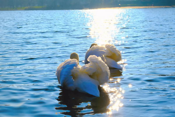 Behind Wings of Love 2B Digital Download