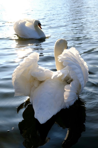 Behind Wings of Love 1A Print