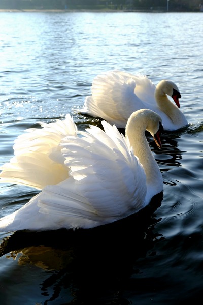 Wings of Love Pair 1A Print