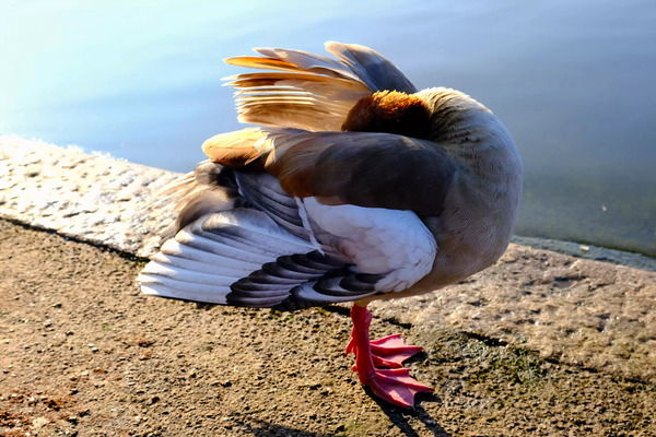 No Selfies Please  Print