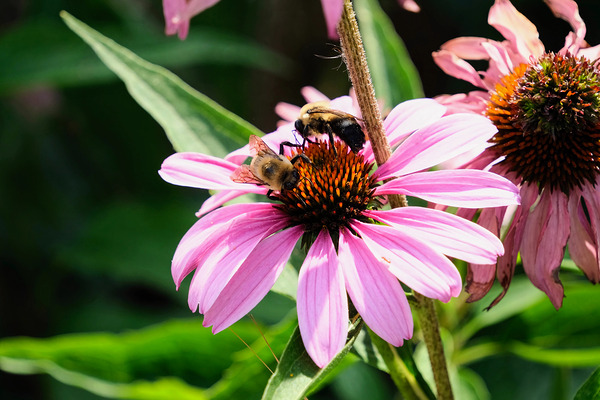 Duo at Dawn: Bees on the Coneflower’s Crown Print