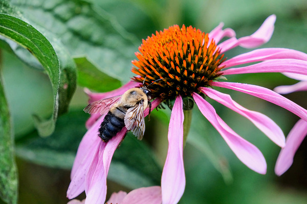 Stillness Amid the Spires of Echinacea Print