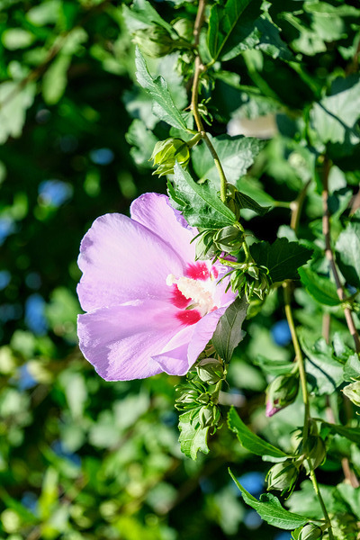 A Hibiscus Glimpse into Nature’s Heartbeat Print
