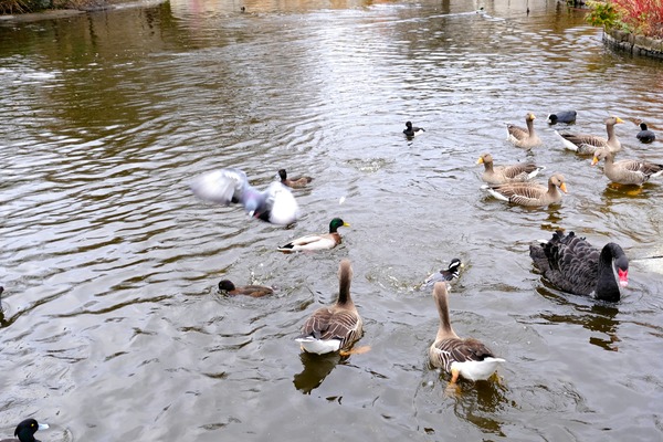 Pigeon Photobomb Print