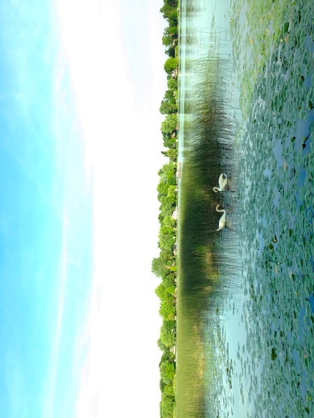 MI Swan Lake 2 Print