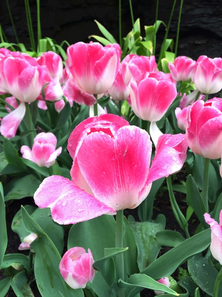 Tulips Are Better Than One C Digital Download