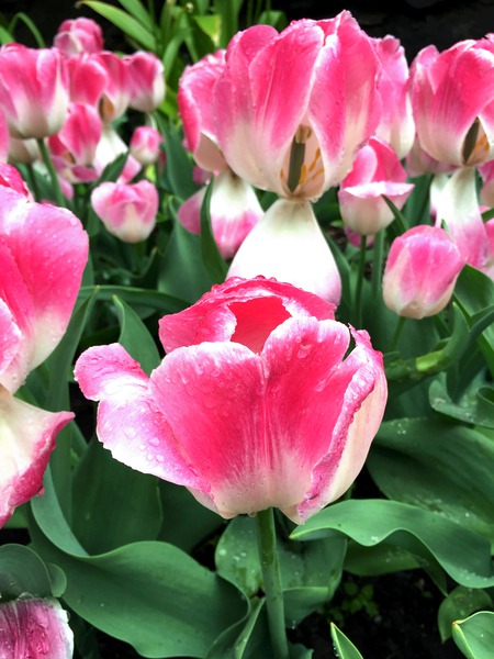 Tulips Are Better Than One Print