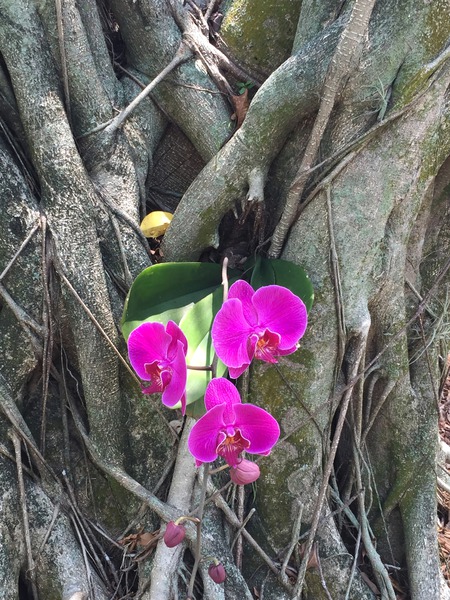 Natural Orchid 1 Print