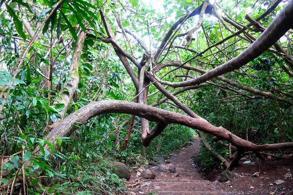 Branches of Life Print