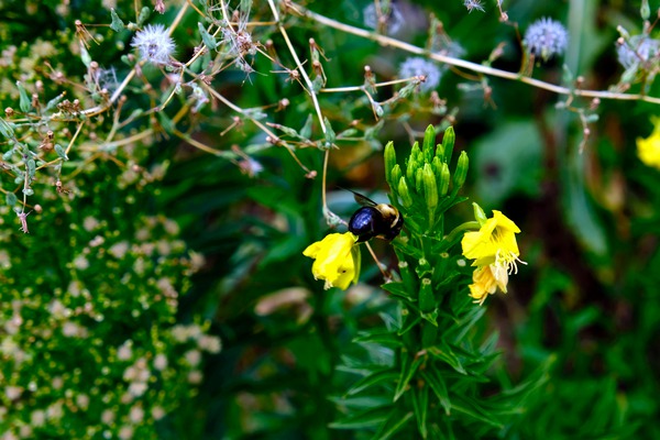 To Bee or Not to Bee  -- Kiss My Shiny Bumble Butt Print