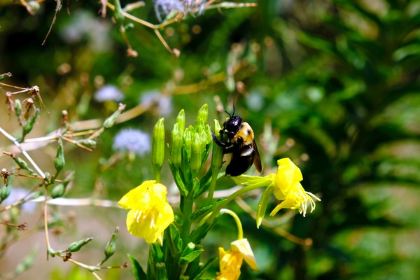 To Bee or Not to Bee  -- Early Bee Gets the Pollen Print
