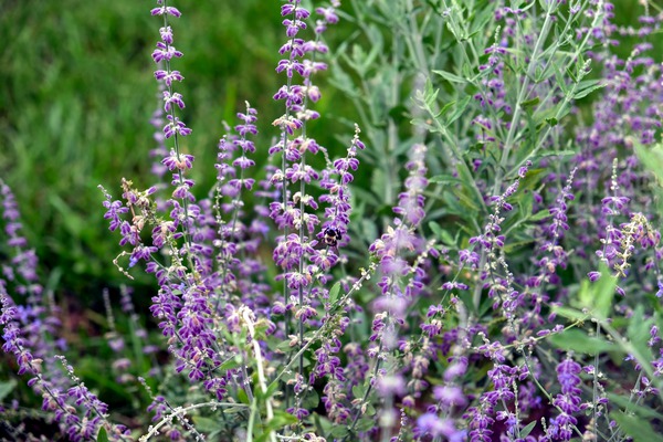 Towers of Lavender Digital Download