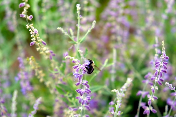 To Bee or Not to Bee -- Small Flower Big Flavor  Print