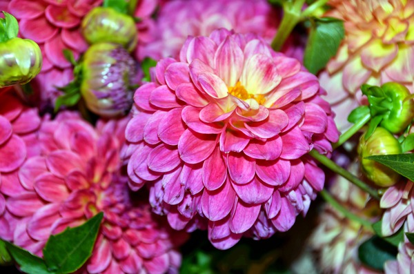 Flower Bloom 1 Print