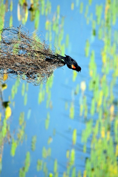 Calling for a Mate Print