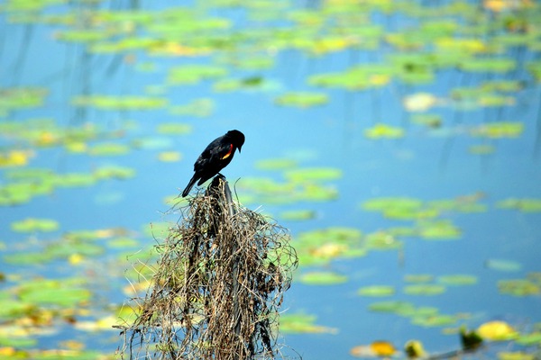 Praying for a Miracle Print