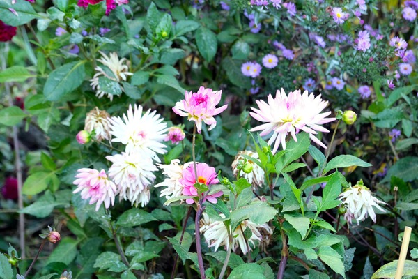 Pink and White Flowers  Print