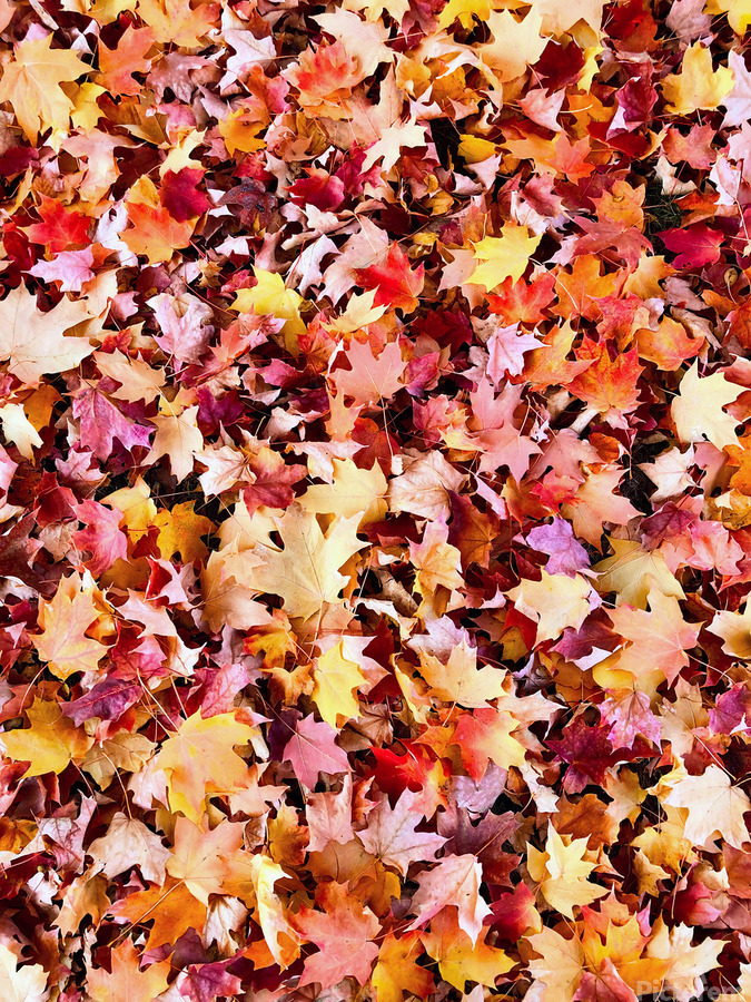 Natural Carpet: Fall’s Confetti  Imprimer
