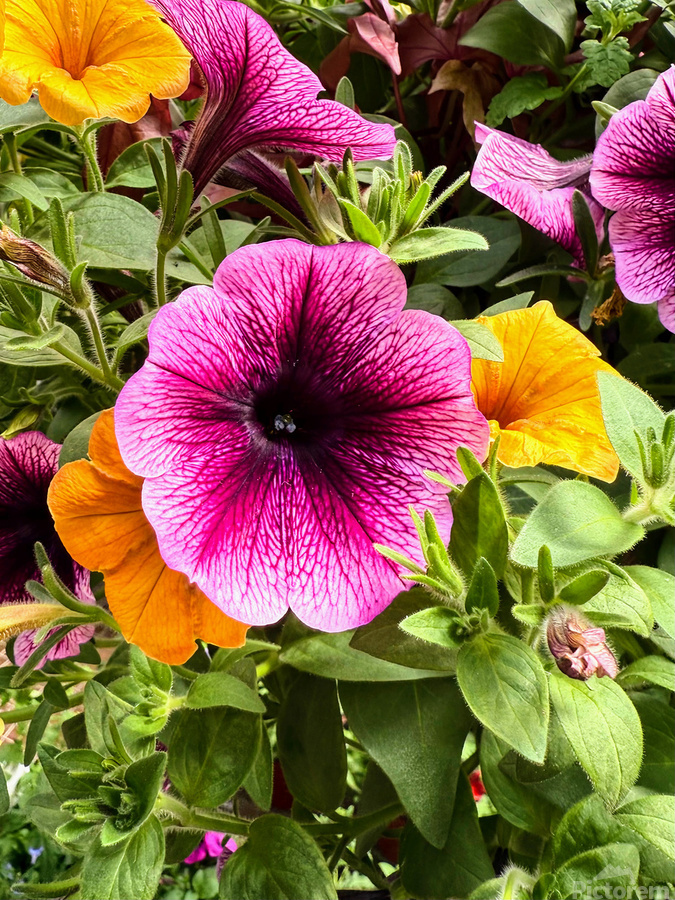 Whispers in Bloom – Petunia Poetry  Print