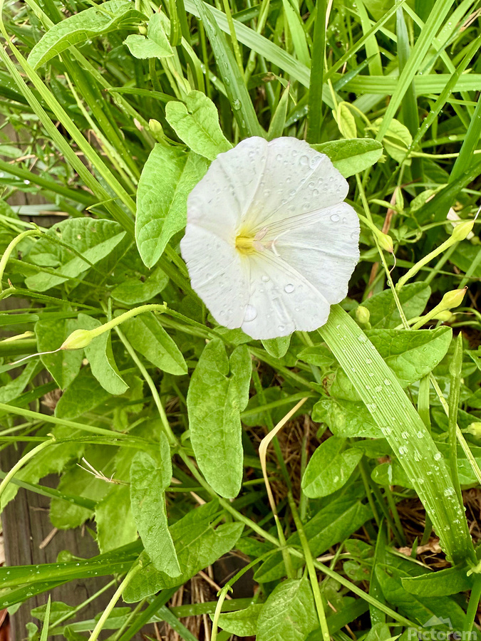Bindweed Poise  Print