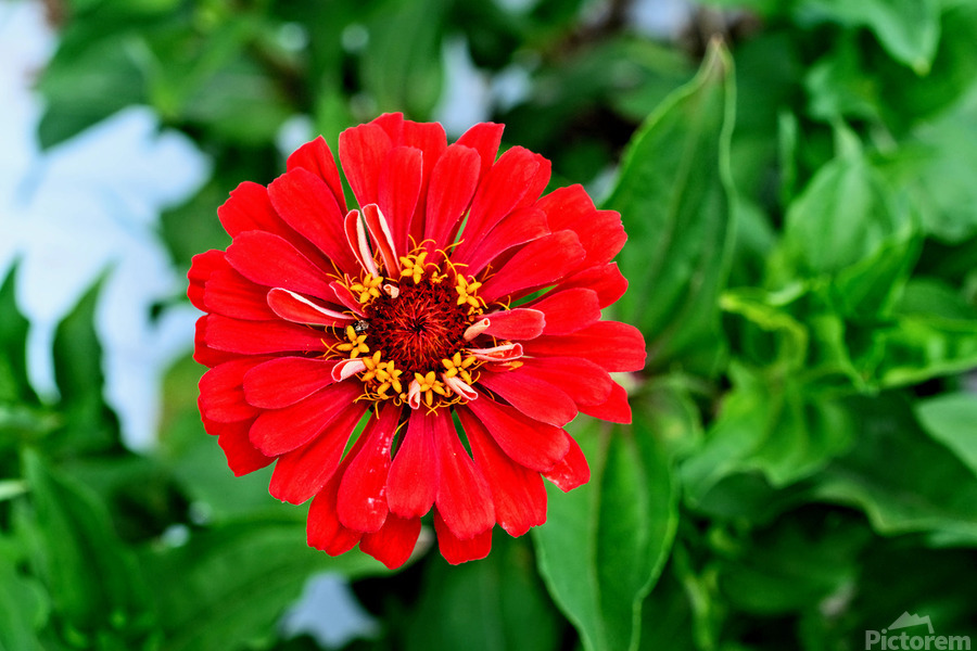 A Zinnia in Meditative Bloom  Imprimer