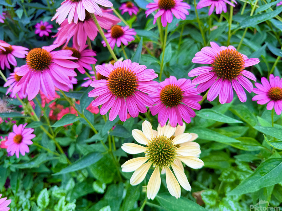 Pink & Cream Petalscape  Print