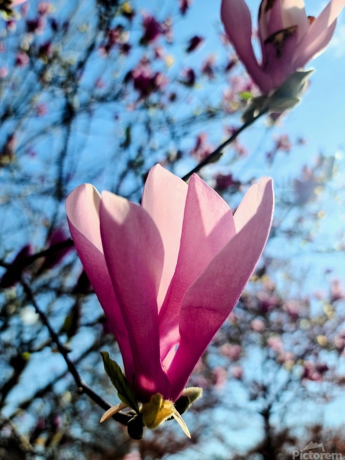 Petals Reflecting a Quiet Morning  Print