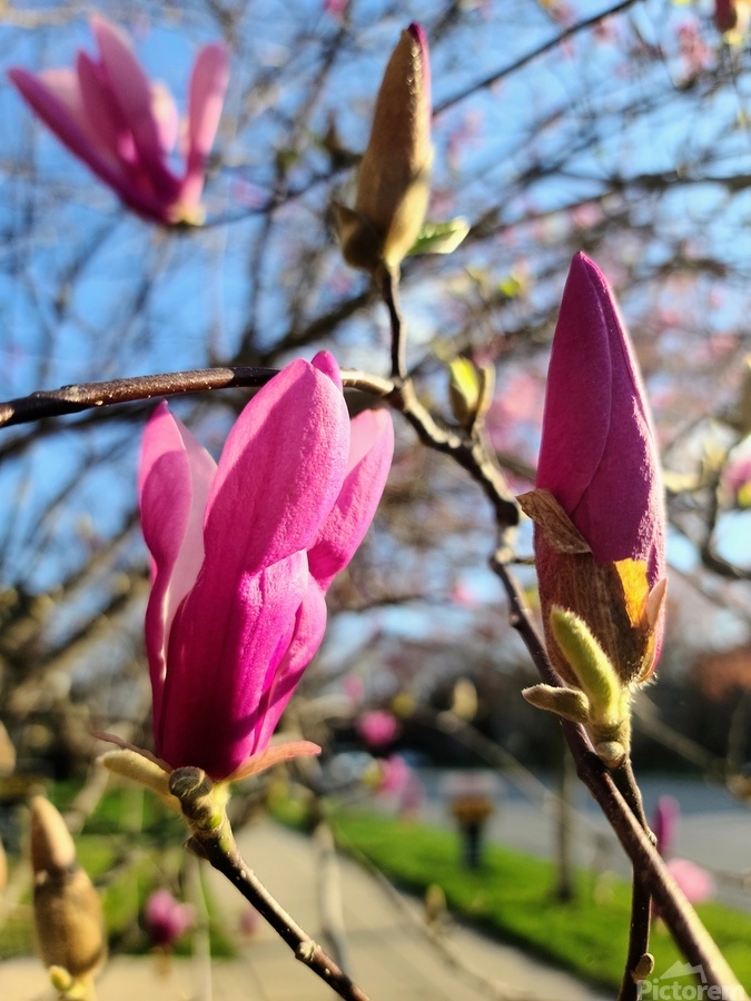 Buds of Hope and the Promise of Spring  Print