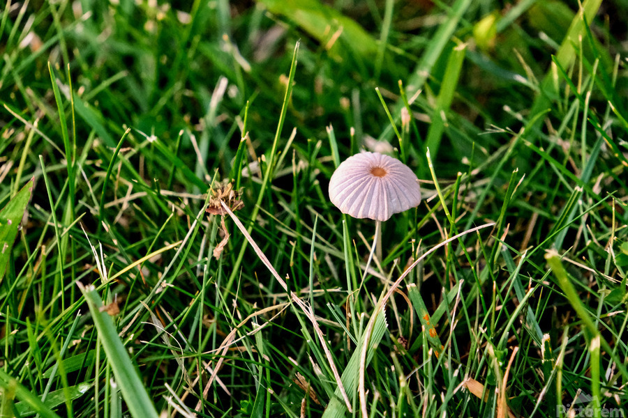 The Littlest Umbrella  Print