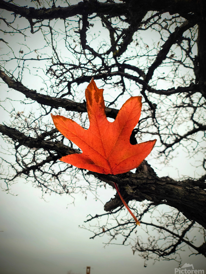 A Fallen Farewell : Defiant Ember  Print