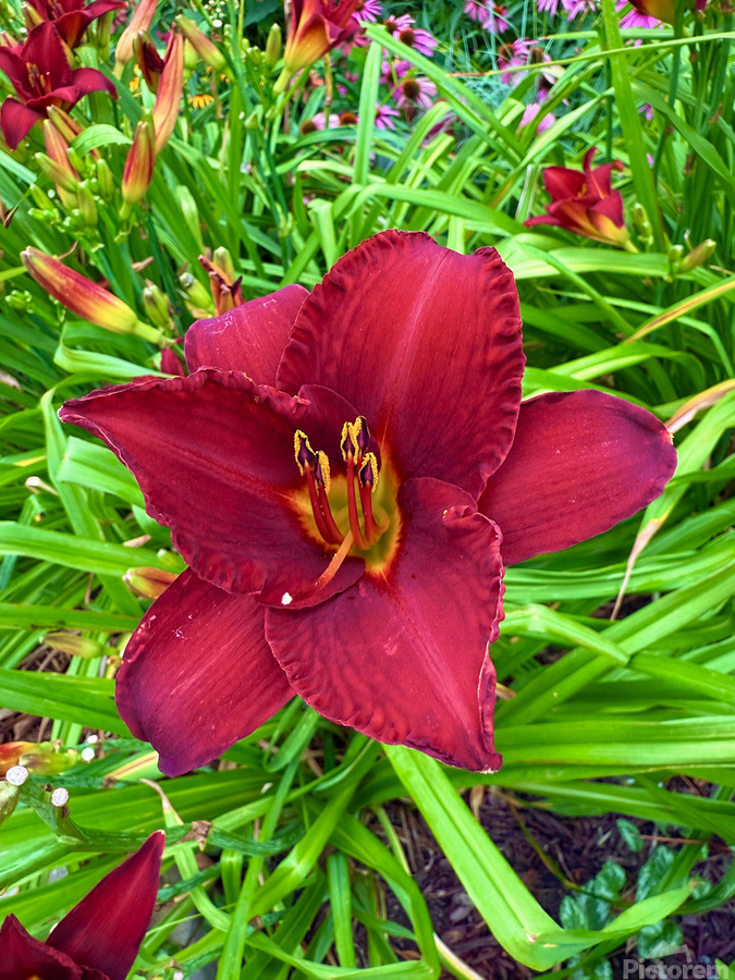 Garden Spotlight  Imprimer