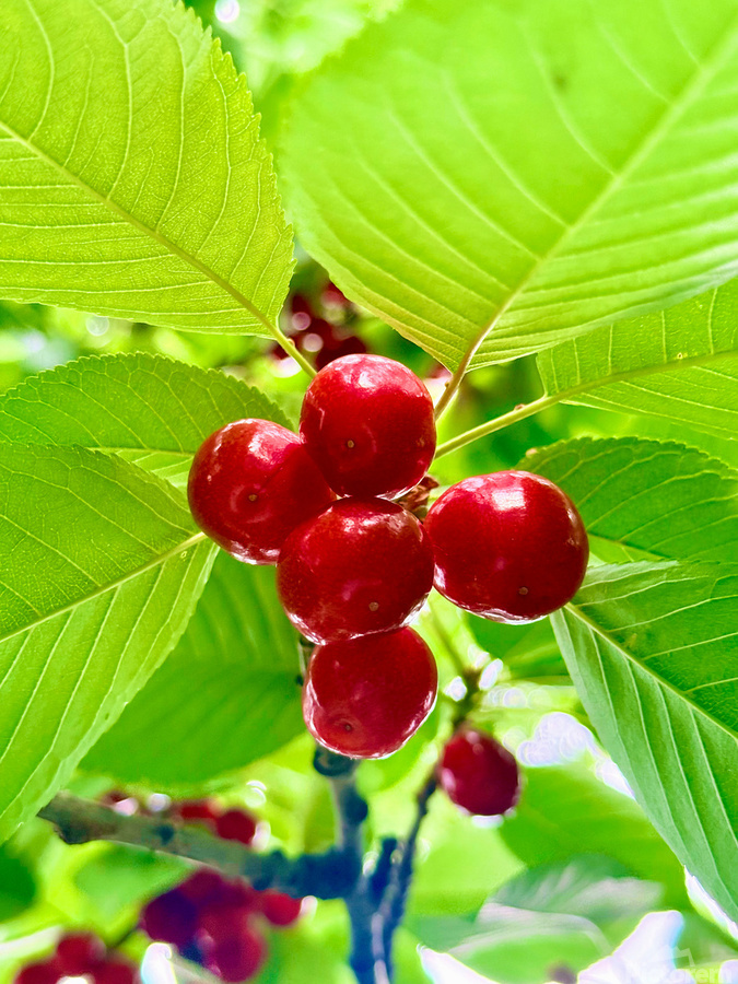 Scarlet Clusters of Abundance  Print