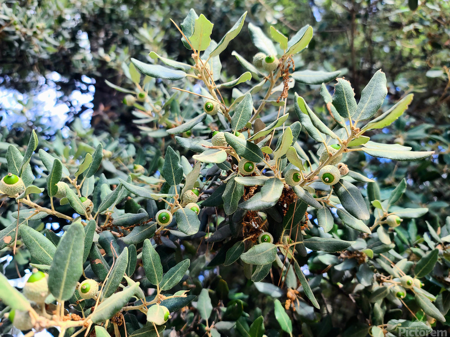 Acorn Awakening  Print