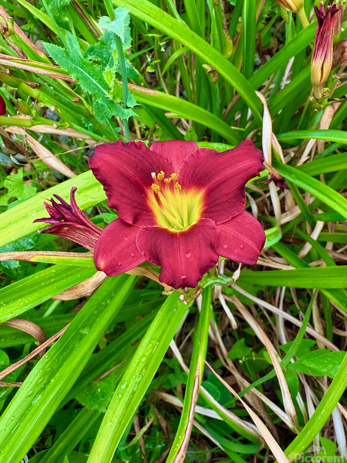 Crimson Flare  Print