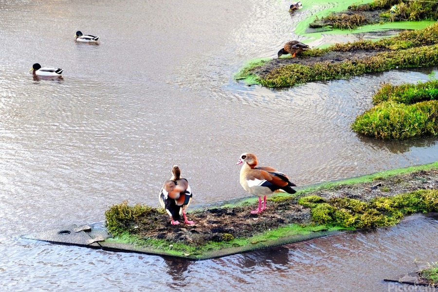 In Living Color Ducks  Print