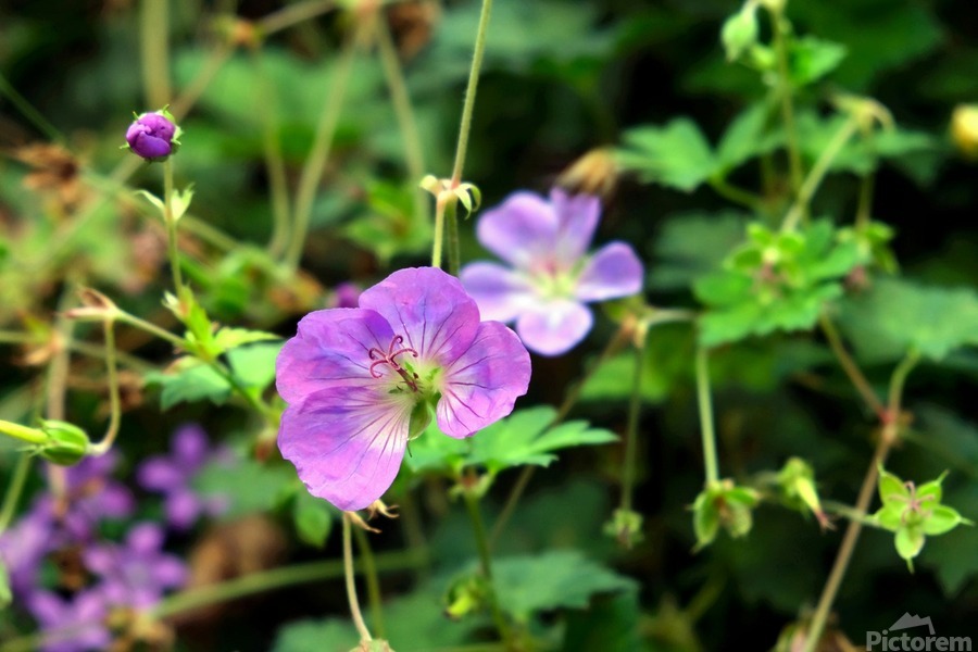 Flower Bloom 8B  Print