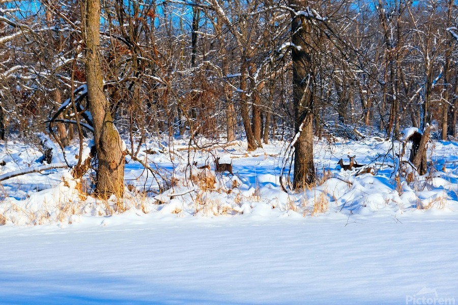 Hiding in Plain Sight  Print