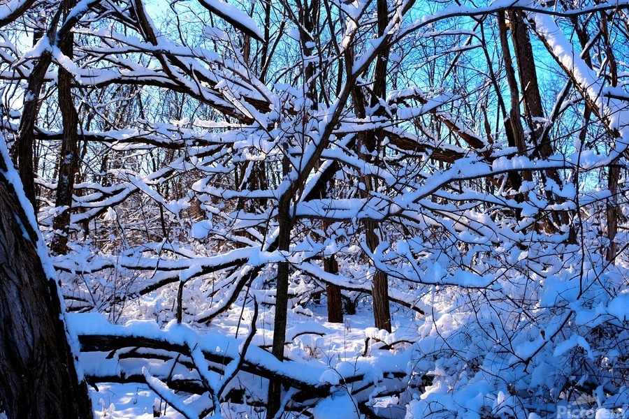 Frozen Limbs 2B  Print