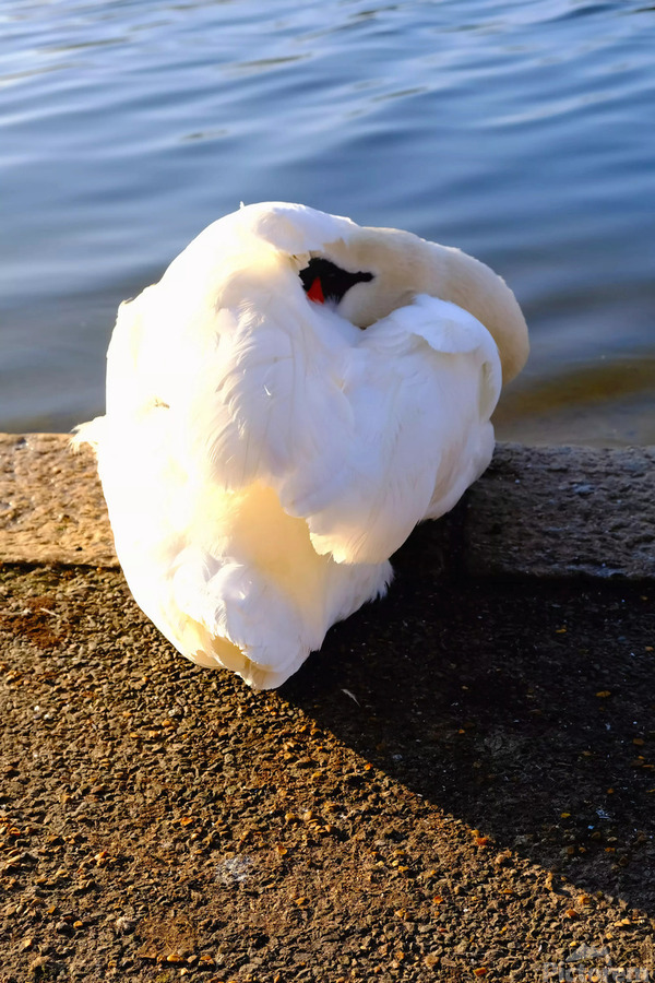 Swan at Rest  Imprimer