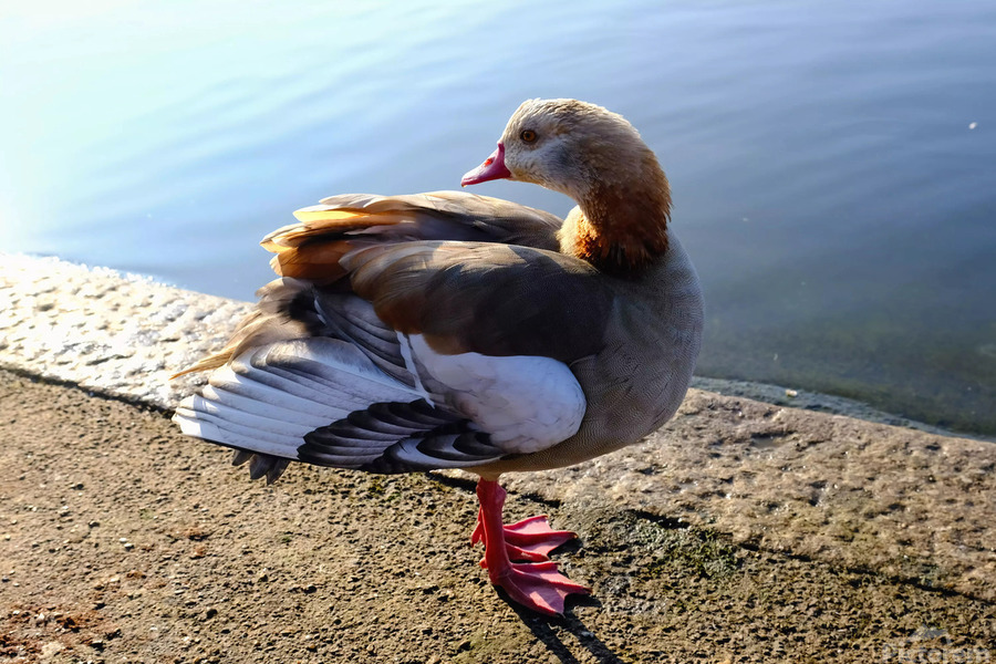 Graceful Pause  Print