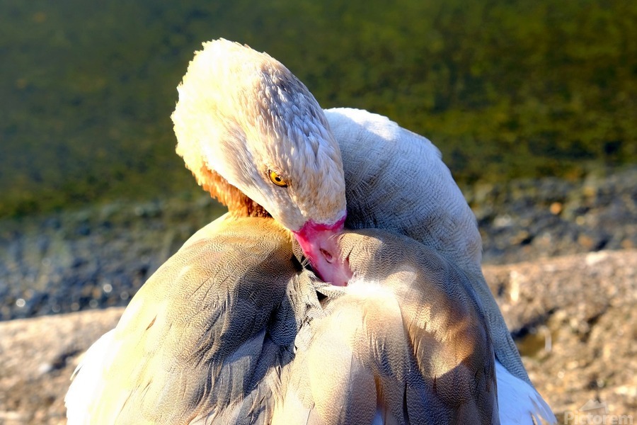 Evil Eye Swan  Print