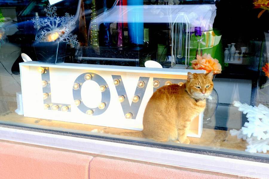 Window Watcher  Print