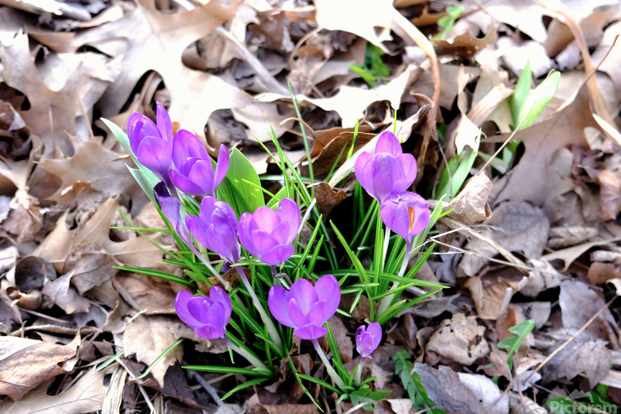 Spring Awakening  Imprimer