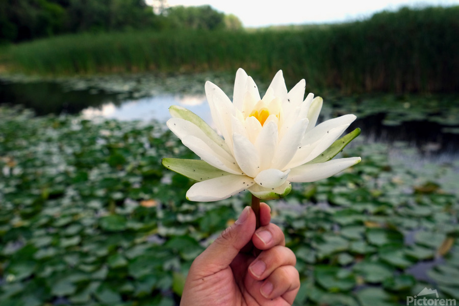 Lifting Beauty  Print