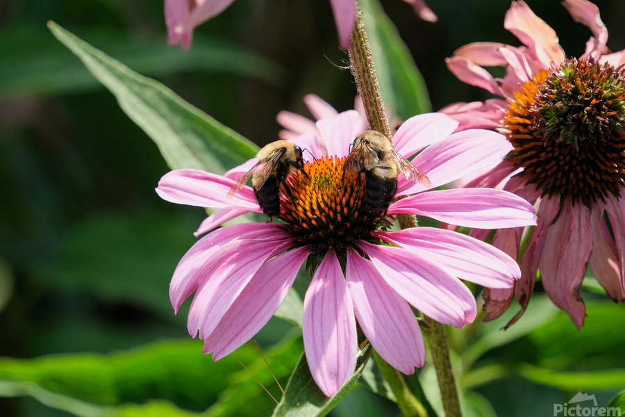The Harmony of Pollination: Twin Bees on a Purple Coneflower  Print