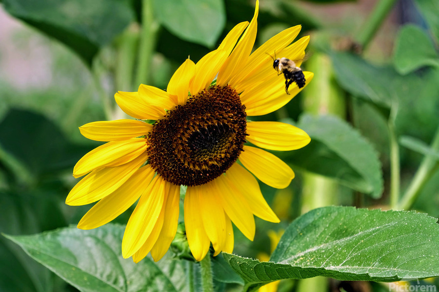 Flying into the Sun..Flower – The Dance of Daylight  Imprimer